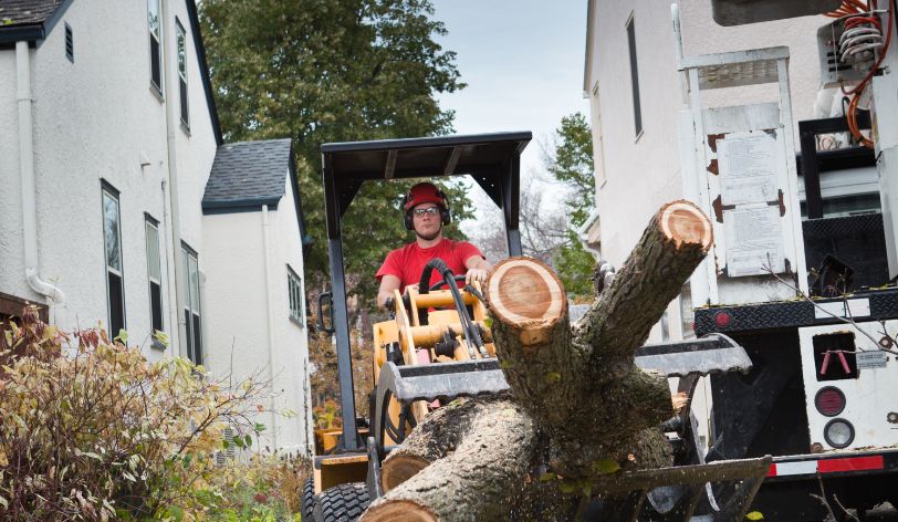 Advice For People Starting a Tree Service