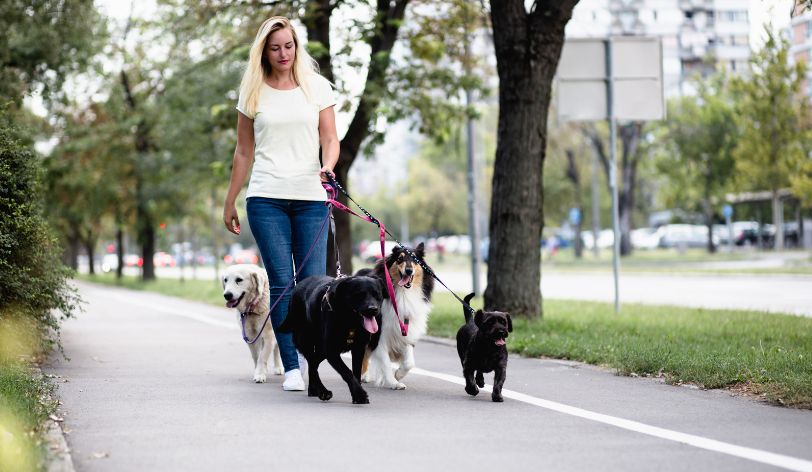 How To Make A Website For a Dog Walker